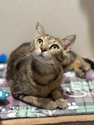 Speckles