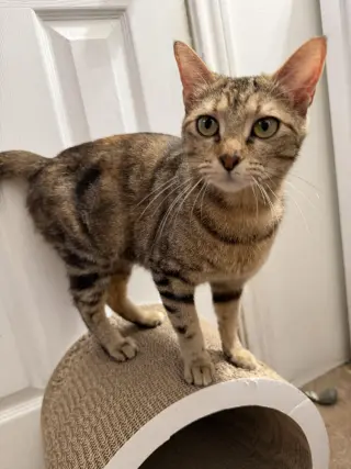 Speckles