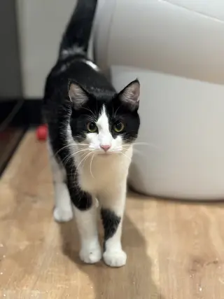 Xavier