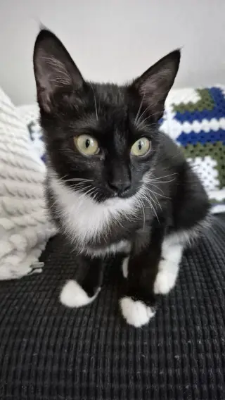 Auri