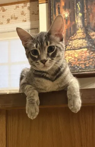 Poco