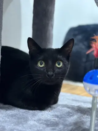 Asia
