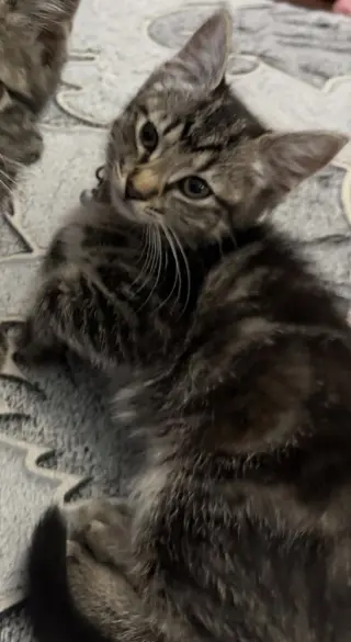Louise