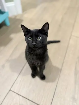 Archibald Blackpaw