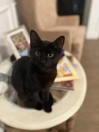 Archibald Blackpaw