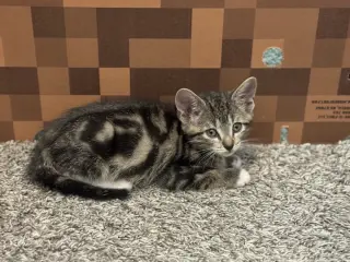 Simba