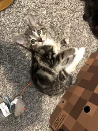 Simba