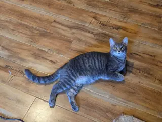 Cobalt