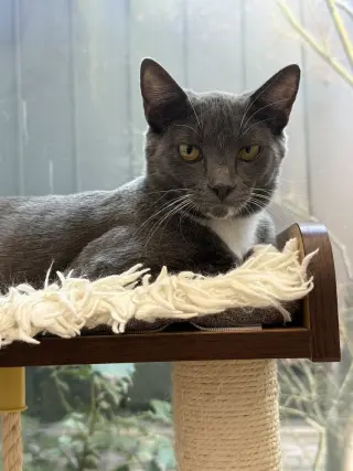 Chia