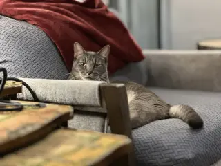 Milo Mike