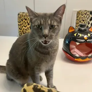 Milo Mike