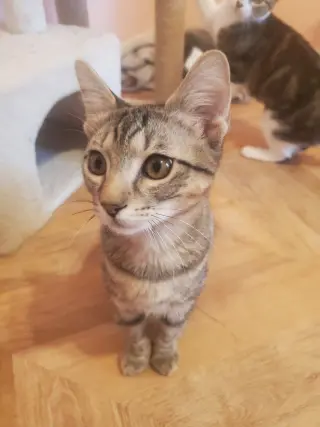 Harley