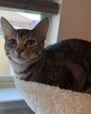Tabitha
