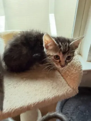 Tabitha
