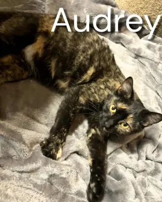 Audrey Hepburn