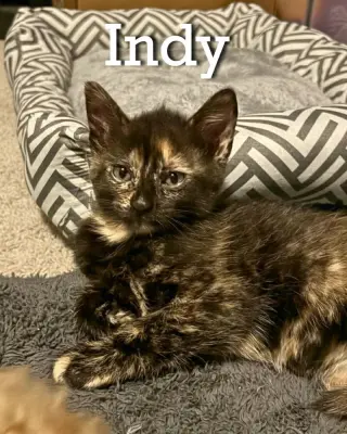 Indy