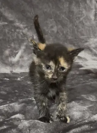 Indy