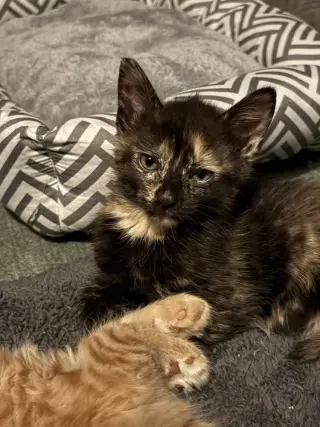 Indy