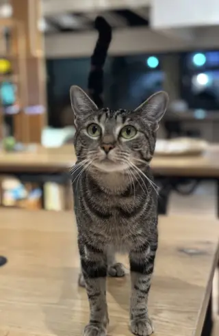 Athena M