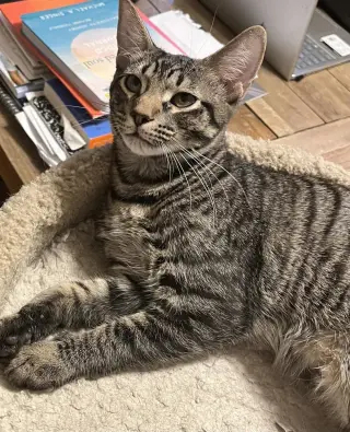 Beto