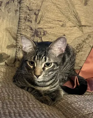 Beto