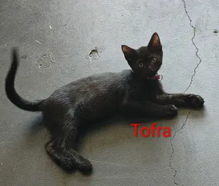 Tofra