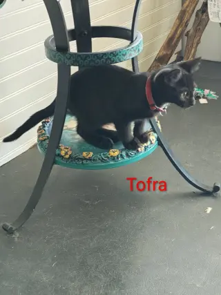 Tofra