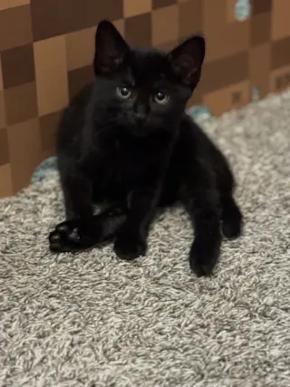 Black Panther
