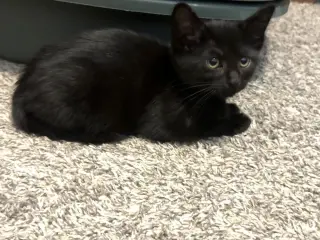 Black Panther