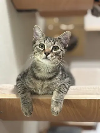 Timber