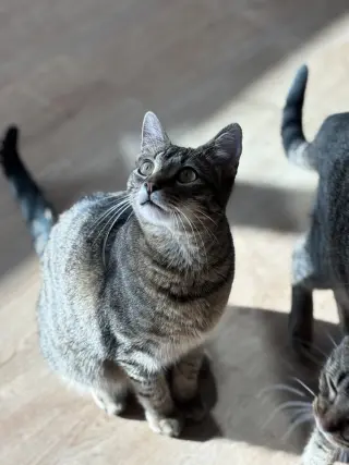 Timber