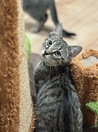 Timber