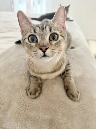 Amber