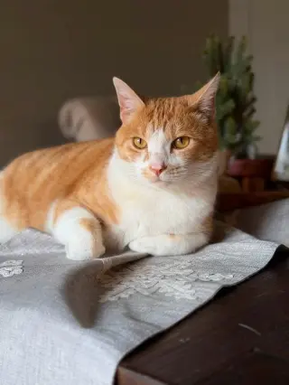 Owen