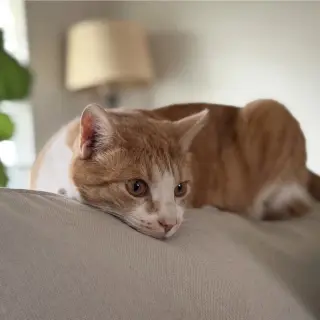 Owen