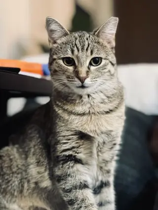 Tiny Hermione