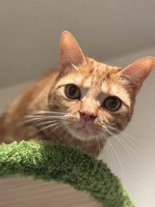 Ralfe