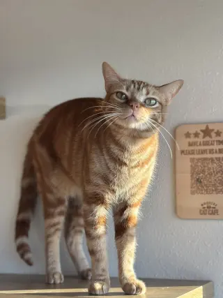 Ralfe