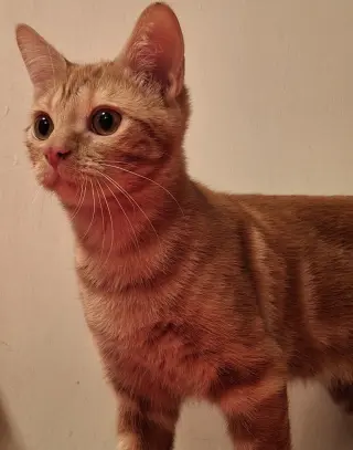 Ralfe