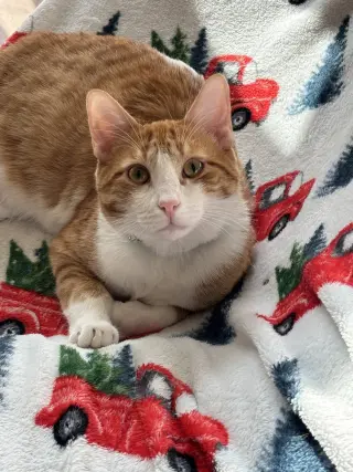 Colby