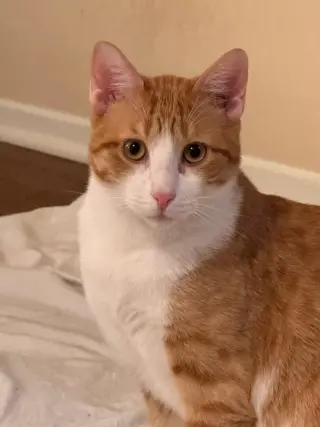 Colby