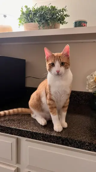 Colby