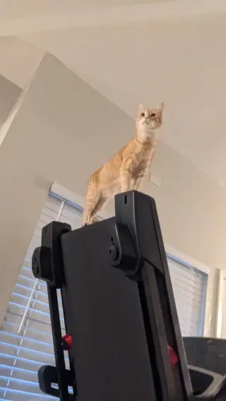 Lambo