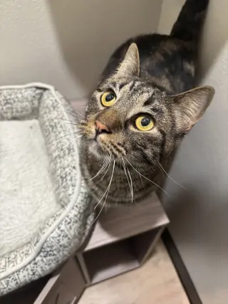 Polly Pawket