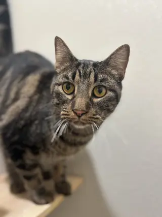 Polly Pawket