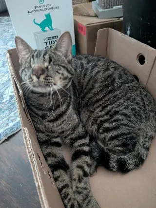 Lucius