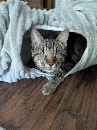 Lucius