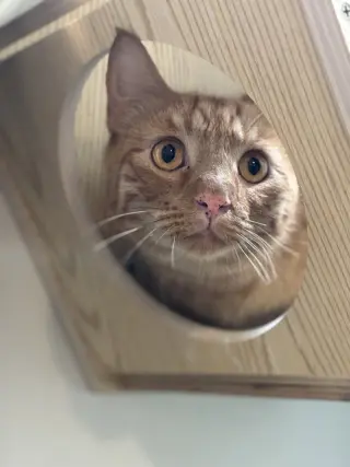 Paw McCartney