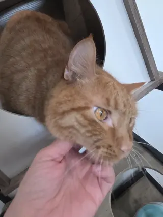Paw McCartney