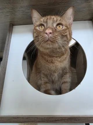 Paw McCartney